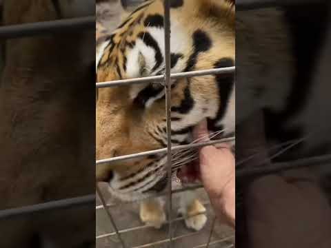 Oh just some big cat boops #bigcats #boopthesnoot