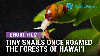 What stands to be lost if Hawai'i's snails go exctinct | KĀHULI | Pacific Pulse+