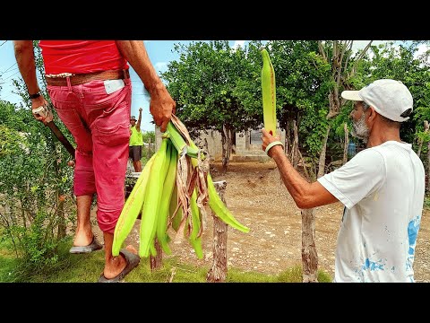 Mira Esto 😱 El Platano Mas Grande De Republica Dominicana 🇩🇴