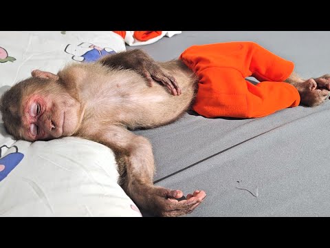 Monkey Su has a fever after vaccination