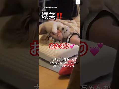 おかえり‼️犬の喜び方がすごい😂　#犬　#可愛い犬 #かわいい #犬のいる暮らし #家族