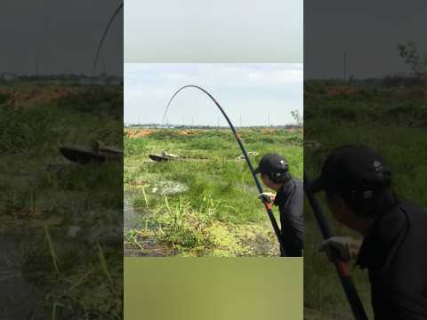nhanh gọn lẹ #fishing #fish