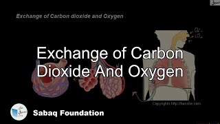 Exchange of Carbon Dioxide And Oxygen
