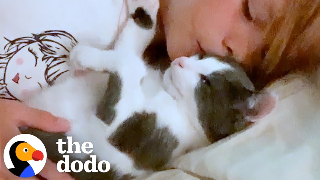 World's Wobbliest Foster Kitten Wins Over Pittie Sibling - The Dodo