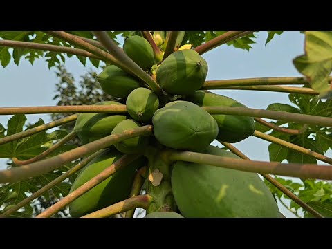 পেপে গাছে প্রথম বছরের চাইতে দ্বিতীয় বছরে ফলাফল ভালো পাইতে কিভাবে যত্ন এবং খাবার দিবেন।