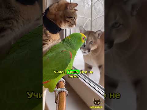 😱 Пума пришла за Барсиком! Но вот кто настоящий альфа… 🐱🦜