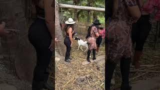 Lindo chivato