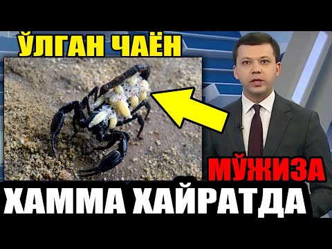 ЎЛГАН ЧАЁН БИЛАН МЎЖИЗА СОДИР БЎЛДИ ҲАММА КЎРСИН