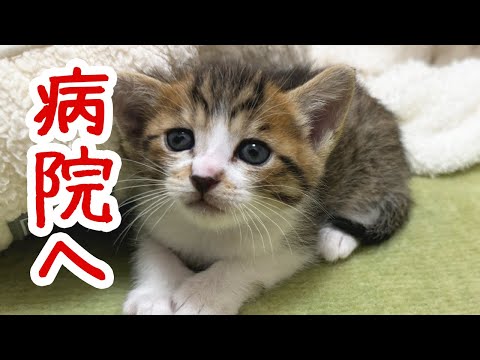 【緊急事態発生】保護した子猫が足を引きずってました…