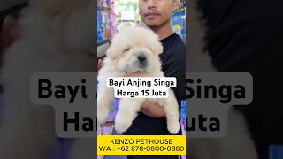 Bayi Anjing Singa Rp,15 Juta Aja