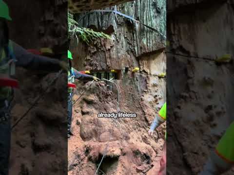 Why This Giant Redwood Was Actually Cut Down ๐ช