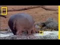 Hippos and Crocodiles Interaction Analysis