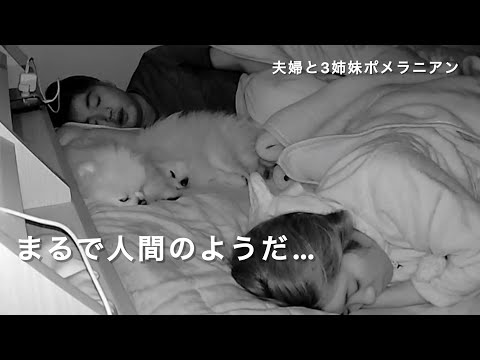 【モニタリング】いつも一緒に寝てる愛犬達の様子を朝まで撮影してみた！