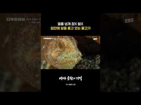 아빠 물고기의 <strong>희생</strong> #다큐프라임 #바다순환의기적 #바다 #물고기 #카디널피시