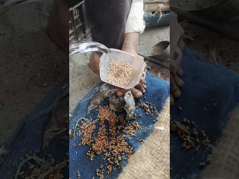 কবুতর বাচ্চাকে কিভাবে খাবার খাওয়ানো হয় #kobutorer #shortvideos #kabutar #kobutor #birds #pigeon