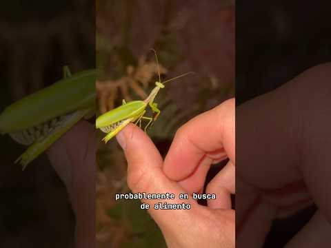 Esto estaba lleno de bichos! #viral #animales