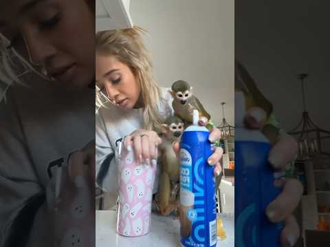 snapchat👻- madelinebennet #madlovesripley #monkey #beauty #grwm #animals #funny #viral