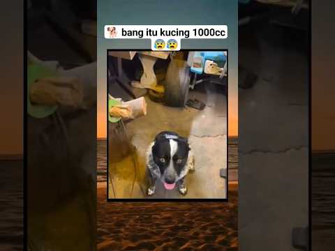 bang itu kucing 1000cc bang 🐕. #kucingluculucu #catlover #anjinglucu #kucing