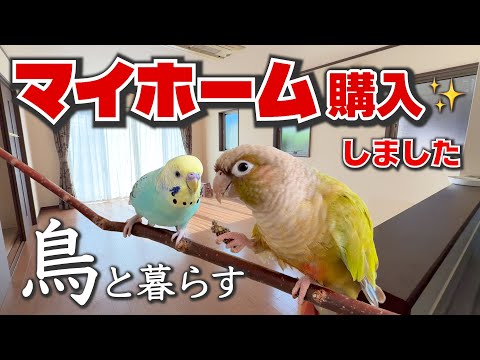 鳥と暮らす家を買いました【築13年中古住宅】｜最近のインコたちの様子