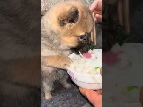 Puppies also love to drink noodles Cute pet debut plan Dogs Golden Sun Original