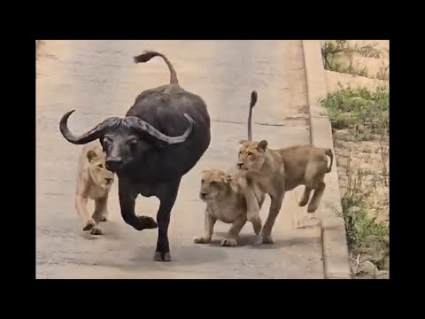 Lioness hunts buffalo they took down a Cape Buffalo Kruger National Park on the Sand River Bridge