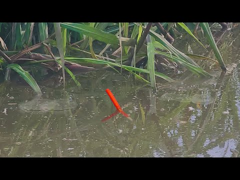 Câu Cá Rô Đồng , Đụng Ổ Cá Rô Đồng Trong Lùm Cỏ Lao 1 Cục Mồi Là 1 Con