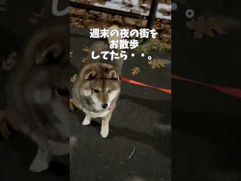 柴犬の日常とかわいい仕草を楽しもう サムネイル