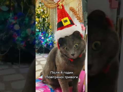 ( ех … #україна #shorts #новийрік  #смішнікоти #cat #shortvideo