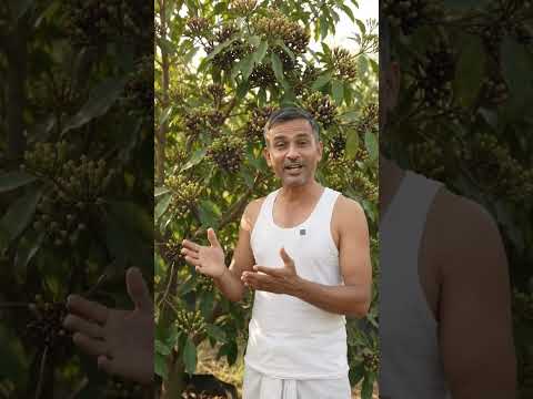 How Cloves Grow on a Tree 🌿 |Clove Plant &amp; Clove <strong>Farming</strong> |Amazing Clove Harvest #Shorts#<strong>farming</strong>#fyp