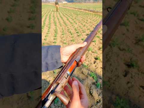 Antique gun #shortvideo #shotgun #short