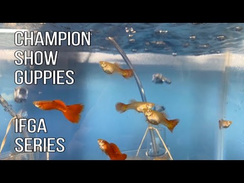 Amazing IFGA Guppy President Fish Room! Today I visited my friend Scott Williams who breeds IFGA Guppy Fish! Scott's Show Quality Guppies ha