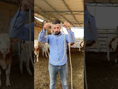 BOĞA İPLE NASIL TUTULUR ?