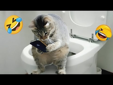 New Funny Animals 2023 🤣😍 Funniest Cats and Dogs Videos 😸🐶 Part 3