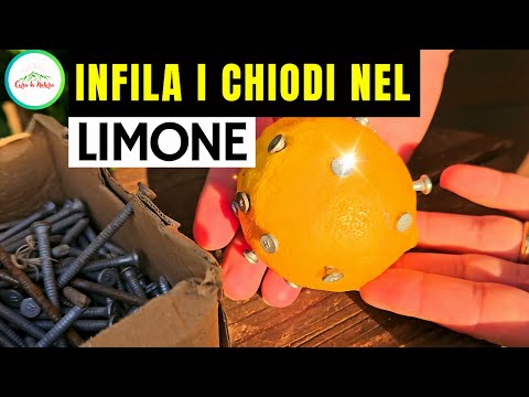 INFILA I Chiodi Nel LIMONE E SCOPRIRAI QUALCOSA DI MOLTO UTILE PER I LIMONI