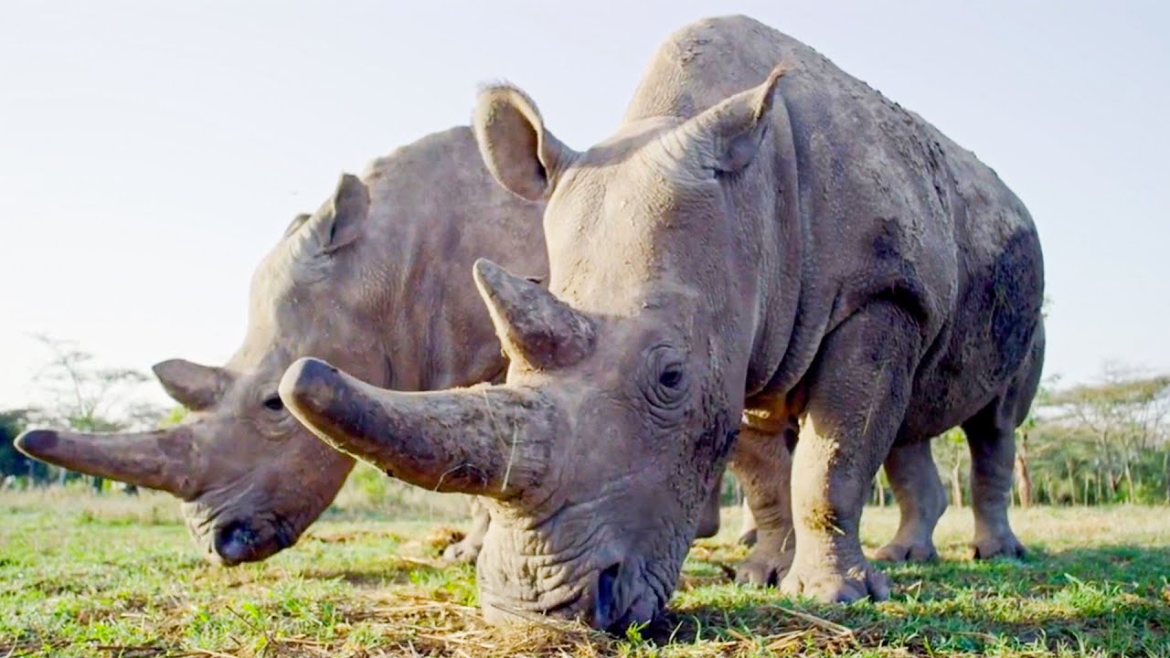 Top 5 Inspirational Animal Conservation Stories BBC Earth