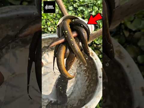 merinding! saat narik perangkap, namun yang keluar bukan ikan? 😱