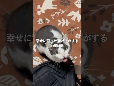 猫の動画サムネイル - 幸せに育った猫だけがする行動3選 #猫 #ねこ #猫のいる暮らし #猫のいる生活 #猫との暮らし #保護猫 #猫好きさんと繋がりたい #猫動画 #猫のいる生活 #猫好き VOICEVOX:ずんだもん