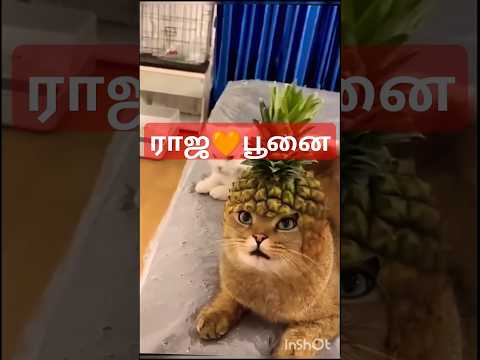 😻மணிமகுடம் சூடும் பூனை #shortvideo #viralshort #trending #viralvideo #shorts #funny #new #god #love