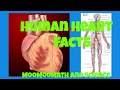 Understanding the Heart and Blood Flow