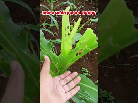 hama pada tanaman jagung #shorts #budidayatanaman #jagung #viral #pertanian #hama  #petani #garden