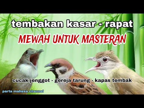 MASTERAN KOMBINASI GEREJA TARUNG - KAPAS TEMBAK - CUCAK JENGGOT