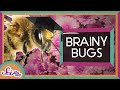 Bee Behavior and Dr. Charles Henry Turner's Contributions