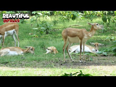 Phenomenal Impalas Together Enjoying a Beautiful Day