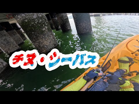 春のチヌ・シーバスは活性が高いようですよ