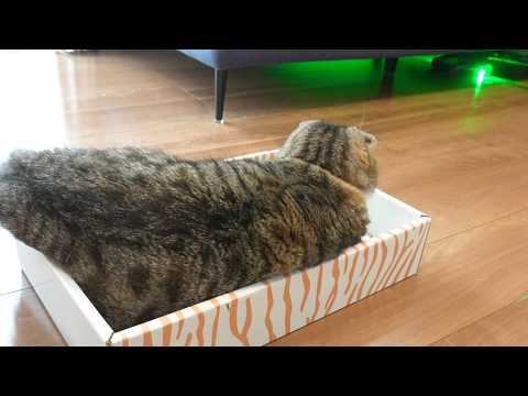 猫の動画サムネイル - ヒカキンさんを見に行ったらとんでもない掃除機が手に入ってよめぞーのテンションが爆上がりっちゃん🤣🤣🤣