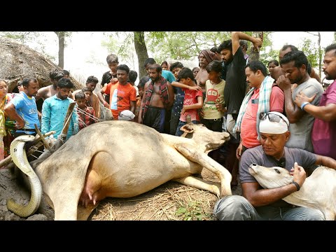 इस गांव में हुई बड़ी दुर्घटना,दुर्लभ गोल्डन कोबरा के डंसने से चंद मिनटों में गई जान Cobra kills Cow