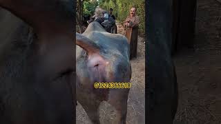 عجميه بحجم الفيل 🐘 #بيت_الريف