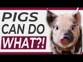 Understanding Pigs' Behavior and Intelligence