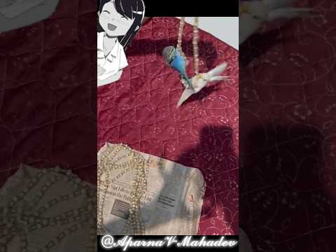 Training for the Bird Olympics 😂🕊️🐦| #birds #lovebirds #birdlovers #birdlife #trending #viral #vlog