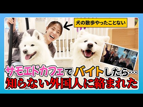 サモエドカフェでアルバイト！犬の散歩してたら、見知らぬ外国人に絡まれました。